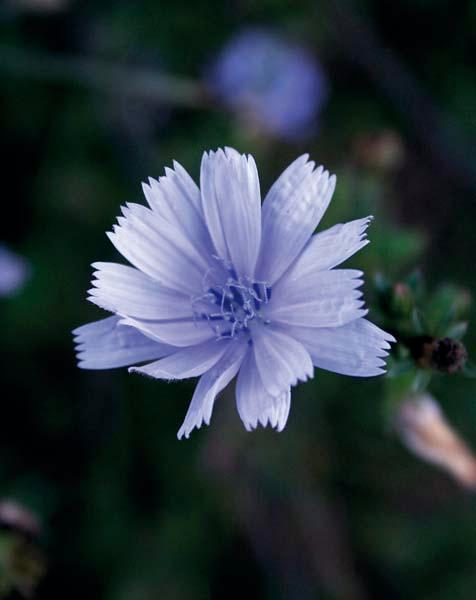 Vodopija-uvecani cvijet.jpg